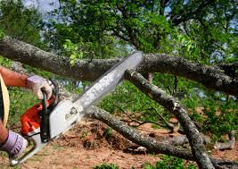 Tree and Shrub Care in El Dorado, AR